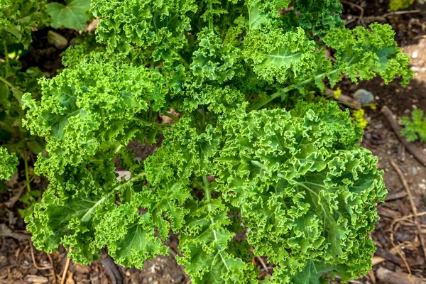 Sammansättningen av klasar av grönkål — Stockfoto