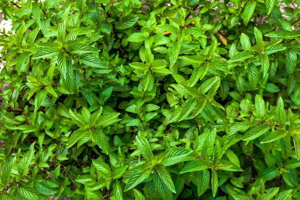 Bunch of mint plants — Stock Photo, Image