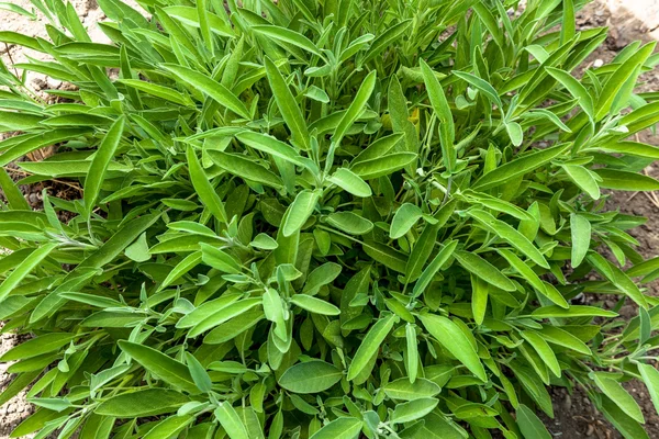 一群鼠尾草植物 — 图库照片