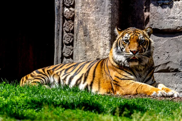 Fantastic specimen of Bengal tiger — Stock Photo, Image