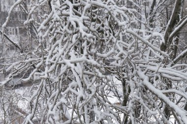 ağaç dalı kar doku