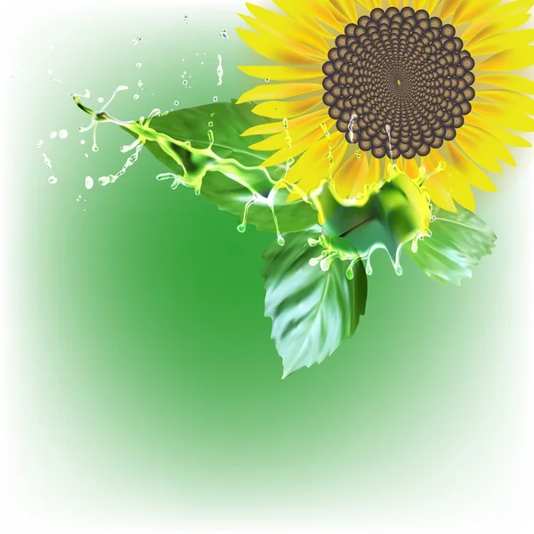 Květ slunečnice delati, zelené listy, postříkat vect kapky vody — Stockový vektor