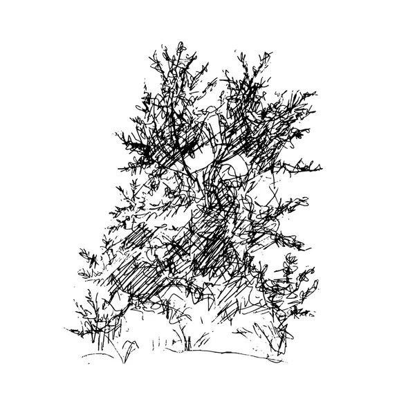 Arbre à feuilles caduques, dessin graphique encre de stylo — Image vectorielle