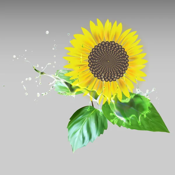 Girasol flor delati, hojas verdes, gotas de agua vect salpicadura — Vector de stock