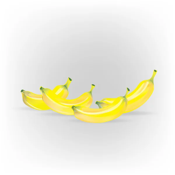 Bananeiras são plantações — Vetor de Stock