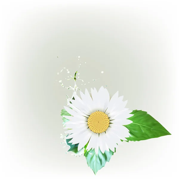 Fleur de marguerite, feuilles vertes, gouttes d'eau éclaboussures vecteur — Image vectorielle