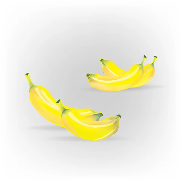 Banana bunches are plantation — Stock Vector