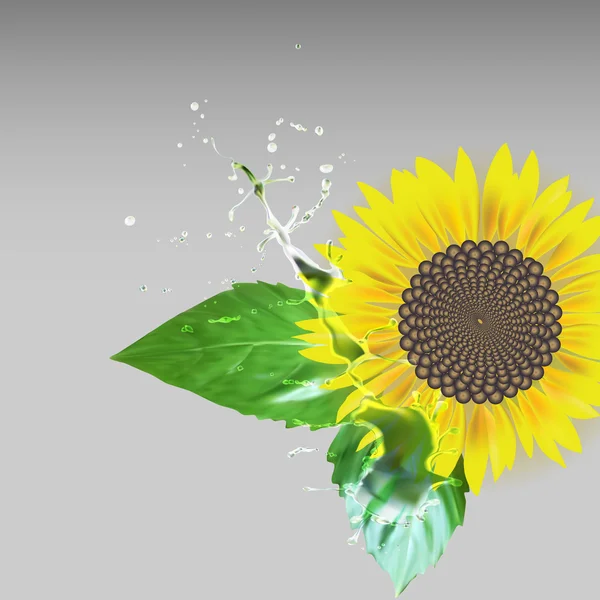 sunflower delati flower, green leaves, water drops splatter vect