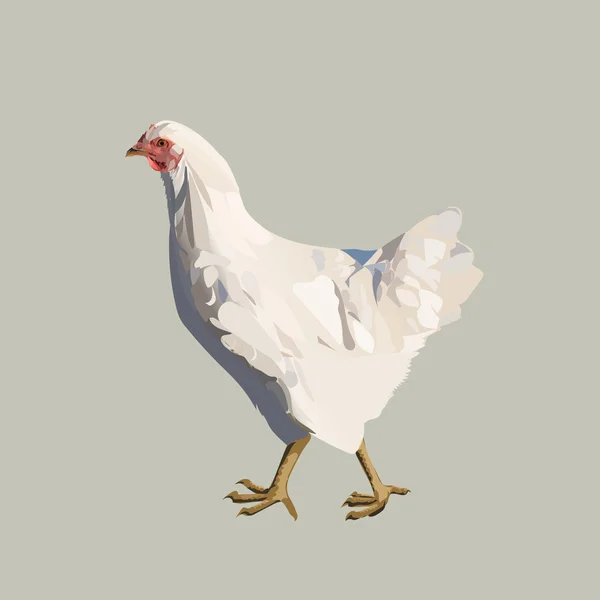 鸡家禽、 蛋母鸡、 农业、 孤立的矢量 — 图库矢量图片