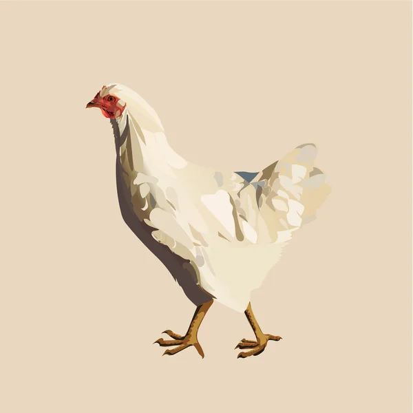 Volaille, poule pondeuse, agriculture, vecteur isolé — Image vectorielle