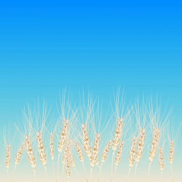 Ржаные колосья пшеницы — стоковый вектор