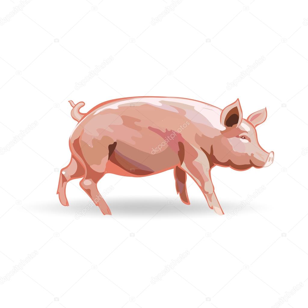 Pig, pig, vector illustration, icons, symbols,