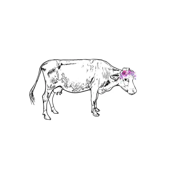 Ilustracja Krowy Grawerowanie Portret Charakter Rysunek — Wektor stockowy