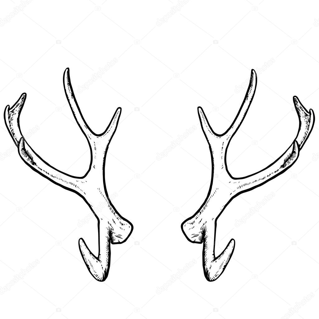 vector illustration of deer horns