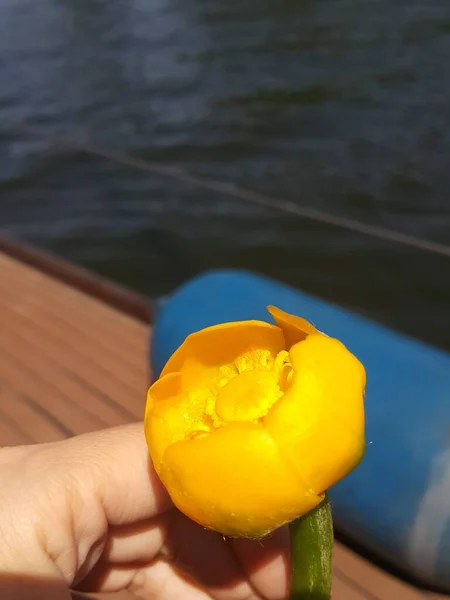 Mão Segurando Flor Amarela — Fotografia de Stock