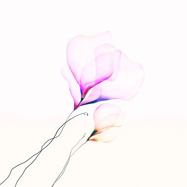 Рожева Квітка Ізольована Білому Тлі — стокове фото