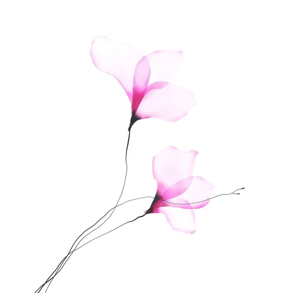 Рожева Квітка Ізольована Білому Тлі — стокове фото