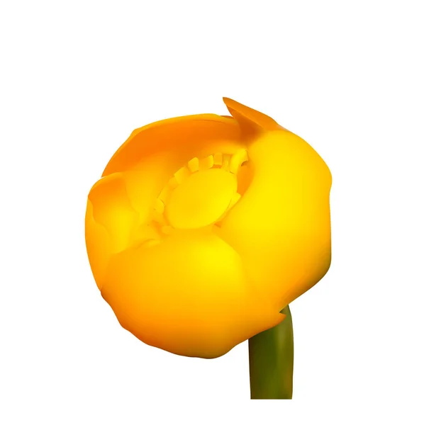 Жовта Квітка Ізольована Білому Тлі — стоковий вектор