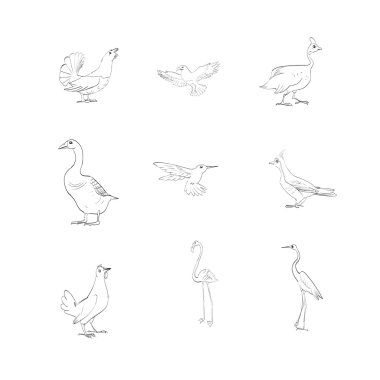 flamingolar, kazlar, kuşlar, vektör