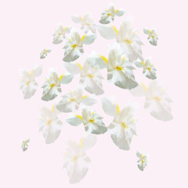 Süsen kart şenlikli çiçek sorunsuz doku vektör