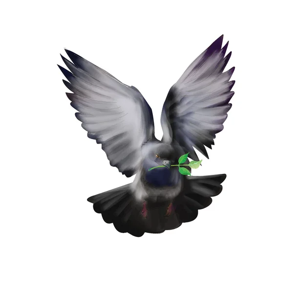 Pomba cinzenta voadora com ramo de oliveira — Vetor de Stock