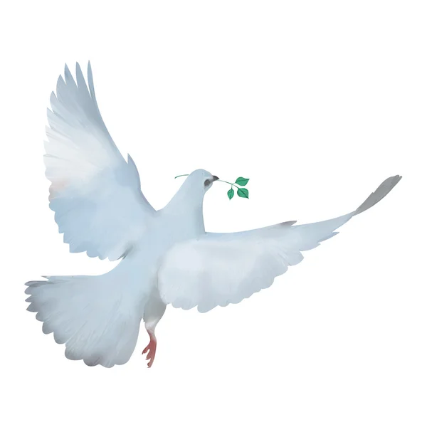 Летучий белый голубь — стоковое фото