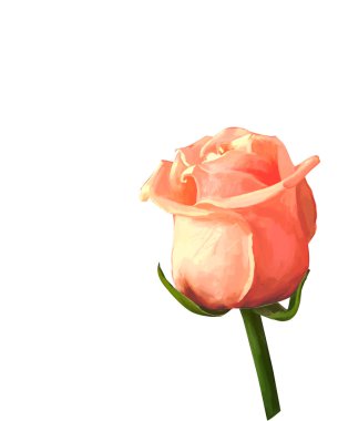 Tomurcuk çiçek gül çizim illüstrasyon izole