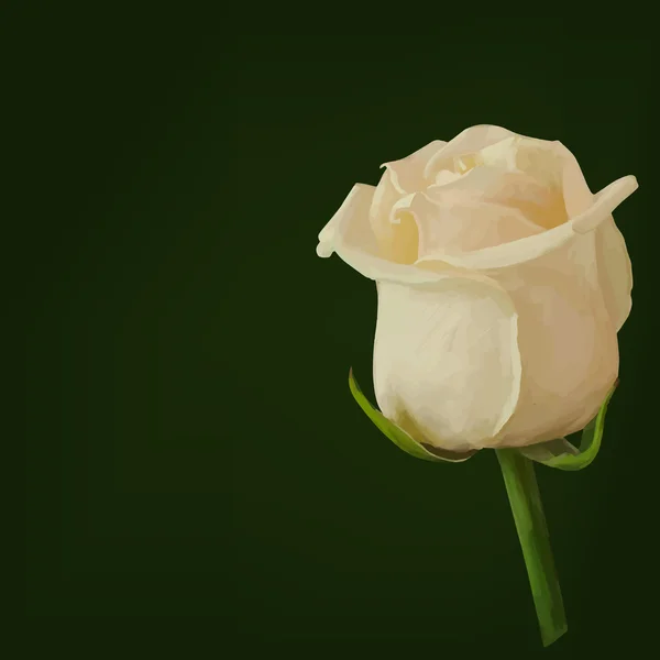 Rosa flor broto isolado imagem — Fotografia de Stock