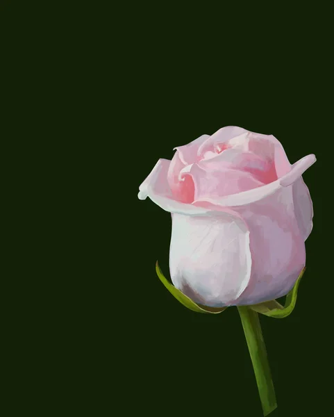 Róża kwitnąca pączek na białym tle rysunek ilustracja — Zdjęcie stockowe
