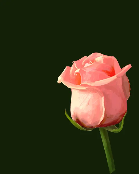 Rose bud bloei geïsoleerd tekening illustratie — Stockfoto