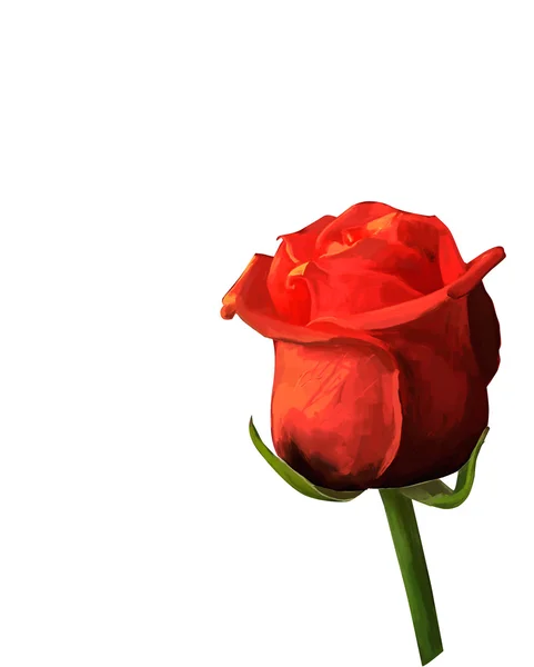 Rose bud bloei geïsoleerd tekening illustratie — Stockfoto