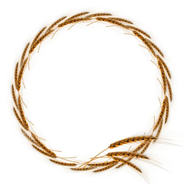 frame spikelets of wheat