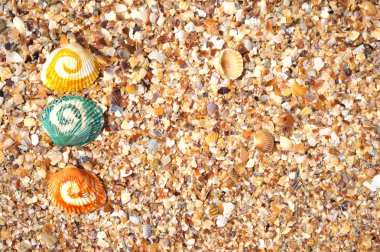 plaj renkli deniz kabuklarını