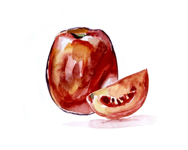 Akwarela ilustracja pomidor — Zdjęcie stockowe