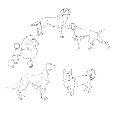 Köpek Vektörü