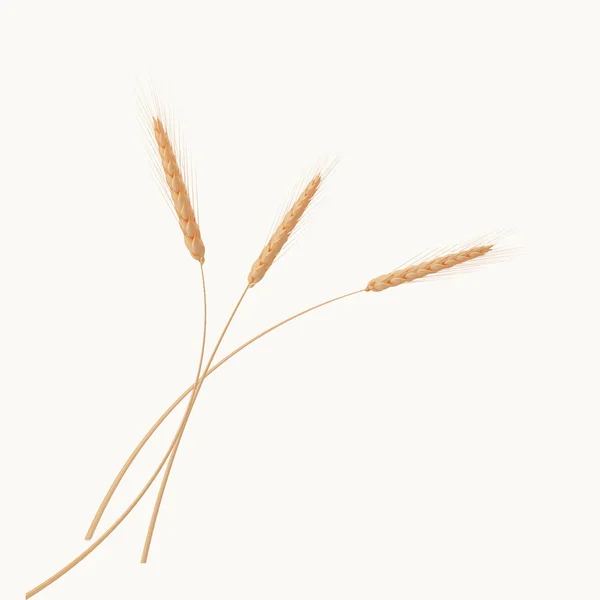 小麦ベクトルの小穂 — ストックベクタ