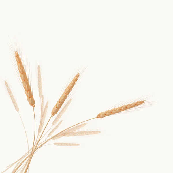 小穗的小麦矢量 — 图库矢量图片