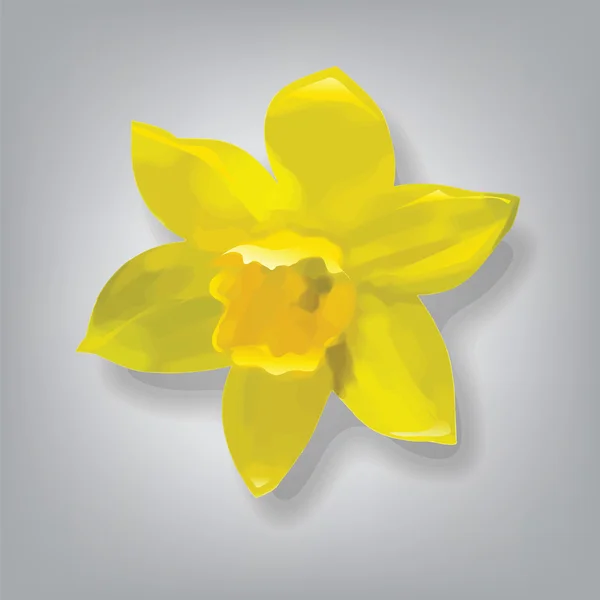 Narcisse vecteur — Image vectorielle