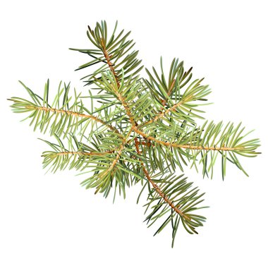 Gerçekçi iğneler, çam dalları Noel ağacı, ayrıntılı, çerçeve şablon tasarımı için çam dalı,