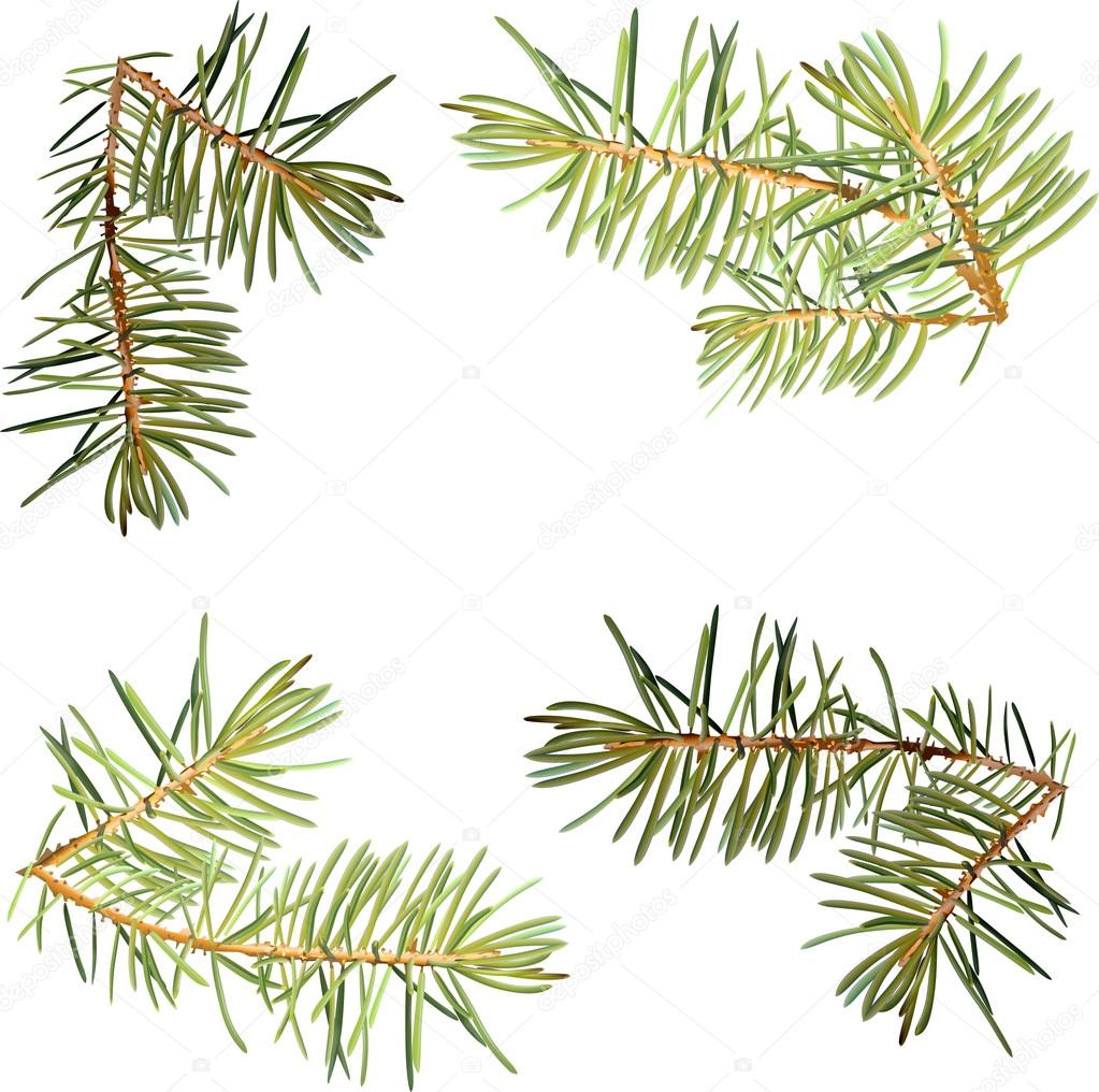 Realistic needles, spruce branches Christmas tree, detailed, frame of spruce branches, template for design,