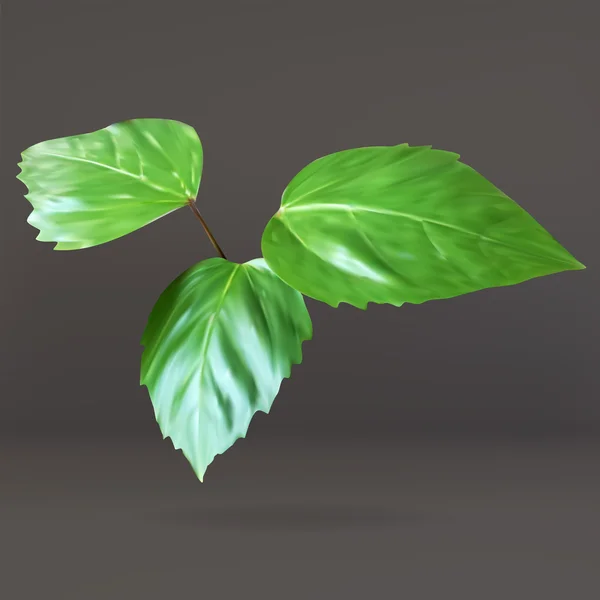 Zelený list, listy v pobočka, rostlina, vektorové ikony, izolovaný objekt — Stockový vektor