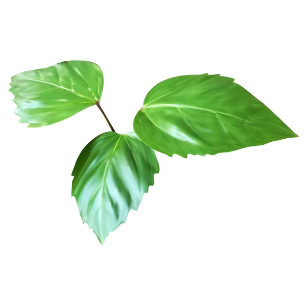 Hoja verde, hojas de la rama, planta, icono del vector, objeto aislado — Vector de stock