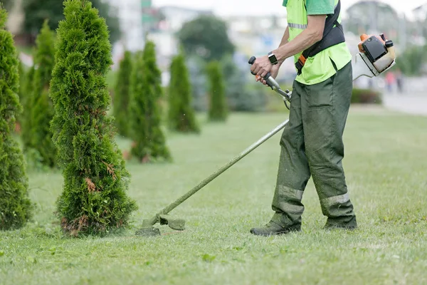 Város Kertész Ember Kertész Munkás Fűnyírás Körül Ültetett Thuja Fák Stock Kép