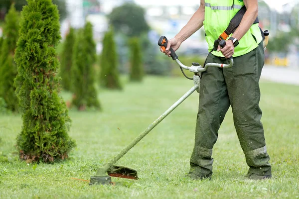 City Landscaper Man Gardener Worker Cutting Grass Planted Thuja Trees — Stock Photo, Image