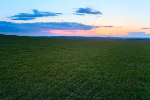 Paysage printanier avec blé — Photo