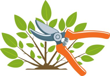 Bahçe budama makası sağlıklı bitki büyümesi ve temiz manzara bakımı için taze yeşil çalıları buduyor.