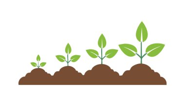 Bitki yetiştirme aşamalarının basit bir gösterimi. Küçük filizlenmeden büyük olgun bitkiye kadar. Sabır göstergesi.