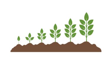 Topraktan yeşil filizler yükselir. Yavaş yavaş yapraklar gelişir ve yükseklik organik büyümeyi yansıtır.