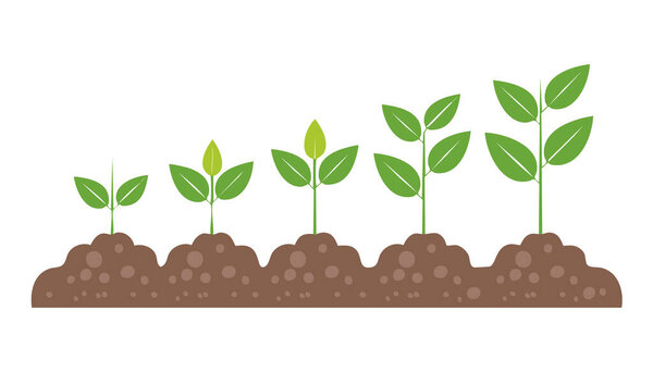 Этапы жизни растений от крошечного ростка до цветущего растения, отражающего устойчивость природопользования