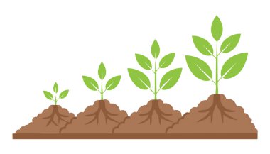 Tohum, kök, filiz ve toprak çevresindeki küçük bitkiler de dahil olmak üzere bitki yaşam döngüsünün net görsel rehberi.